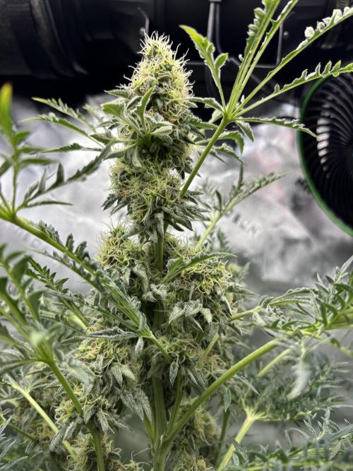 Terpyz - Mentha De Croco. Week 17