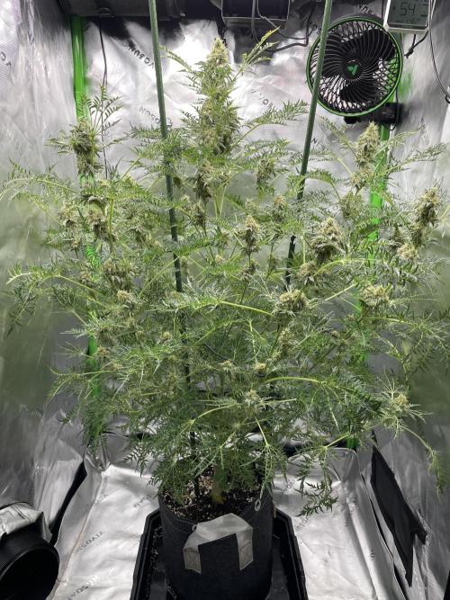 Terpyz - Mentha De Croco. Week 17