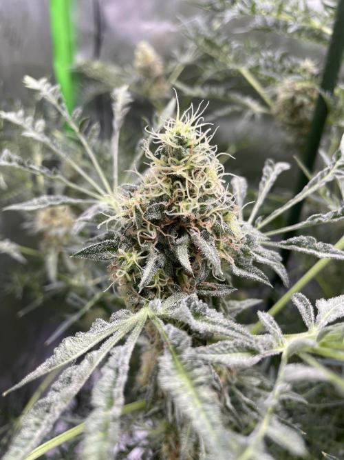 Terpyz - Mentha De Croco. Week 17