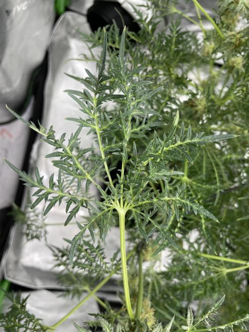 Terpyz - Mentha De Croco. Week 17