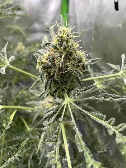 Terpyz - Mentha De Croco. Week 17