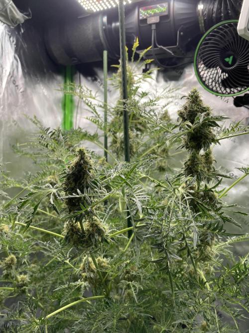 Terpyz - Mentha De Croco. Week 17