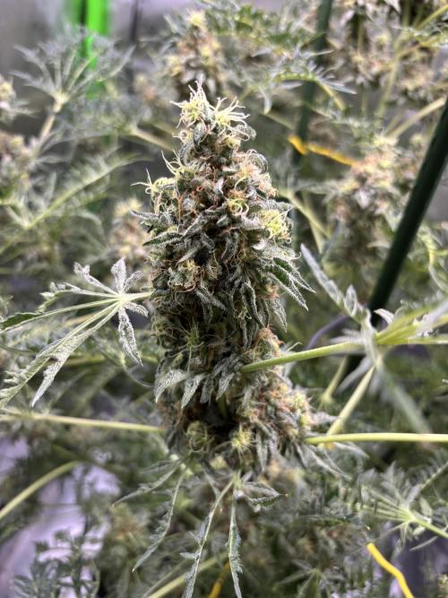 Terpyz - Mentha De Croco. Week 18