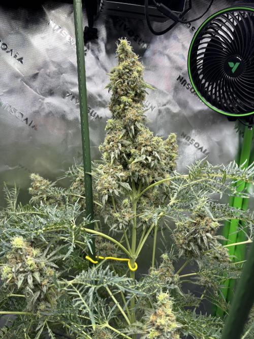 Terpyz - Mentha De Croco. Week 18