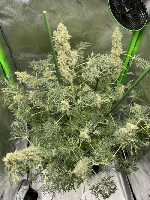 Terpyz - Mentha De Croco. Week 18