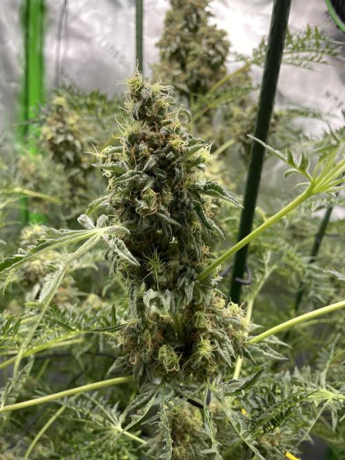 Terpyz - Mentha De Croco. Week 18