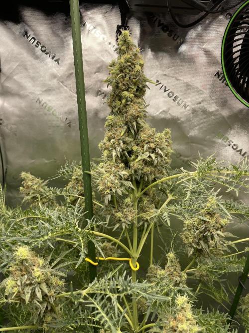 Terpyz - Mentha De Croco. Week 18