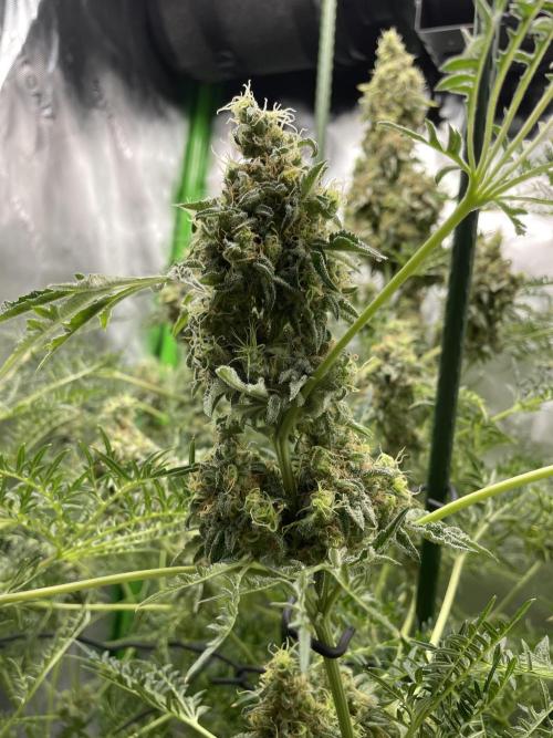 Terpyz - Mentha De Croco. Week 18