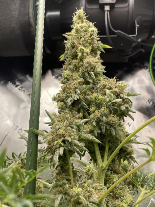 Terpyz - Mentha De Croco. Week 18