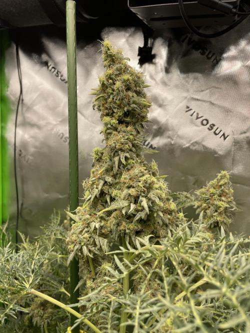 Terpyz - Mentha De Croco. Week 18