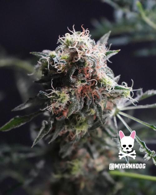 Terpyz - Mentha De Croco. Week 19