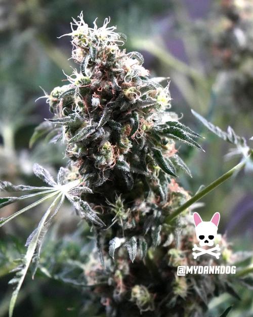 Terpyz - Mentha De Croco. Week 19