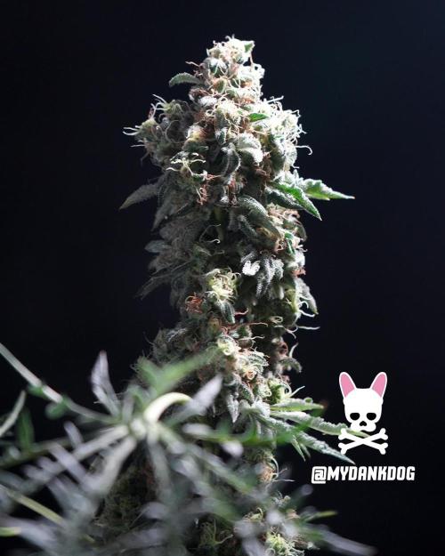 Terpyz - Mentha De Croco. Week 19