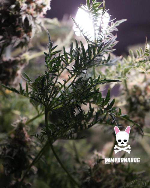 Terpyz - Mentha De Croco. Week 19