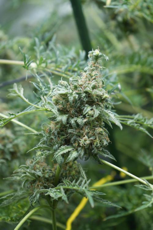 Terpyz - Mentha De Croco. Week 20