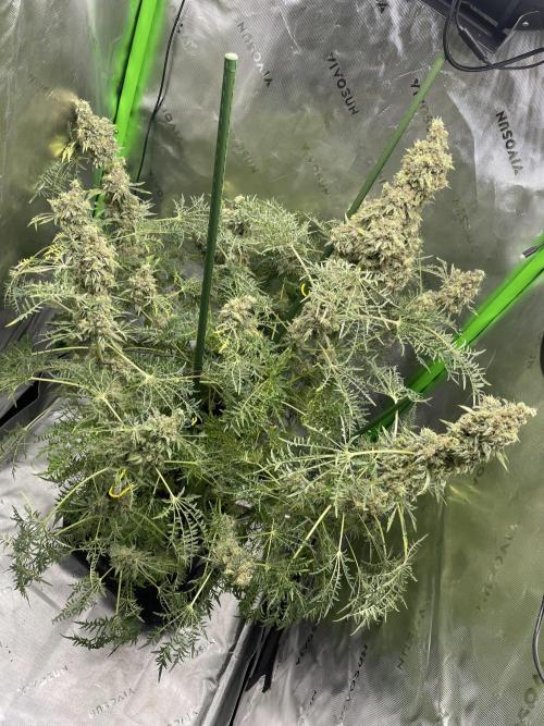 Terpyz - Mentha De Croco. Week 20