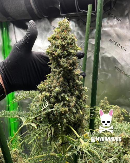 Terpyz - Mentha De Croco. Week 21