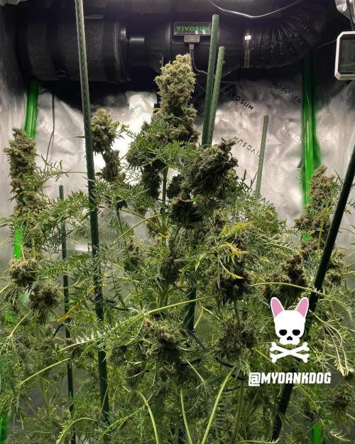 Terpyz - Mentha De Croco. Week 21
