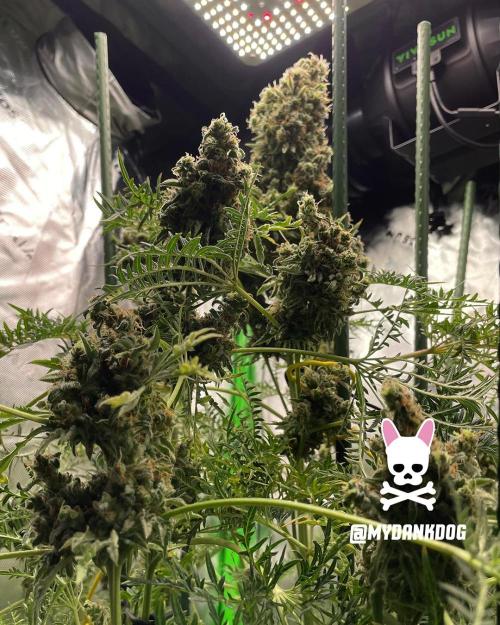 Terpyz - Mentha De Croco. Week 21