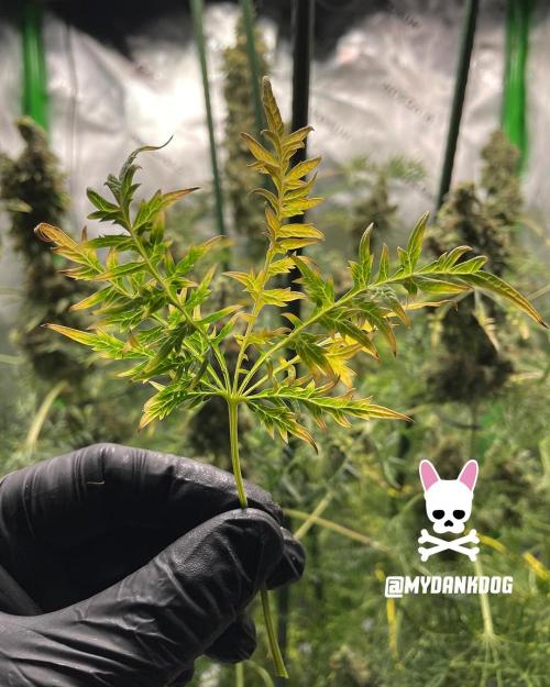 Terpyz - Mentha De Croco. Week 21