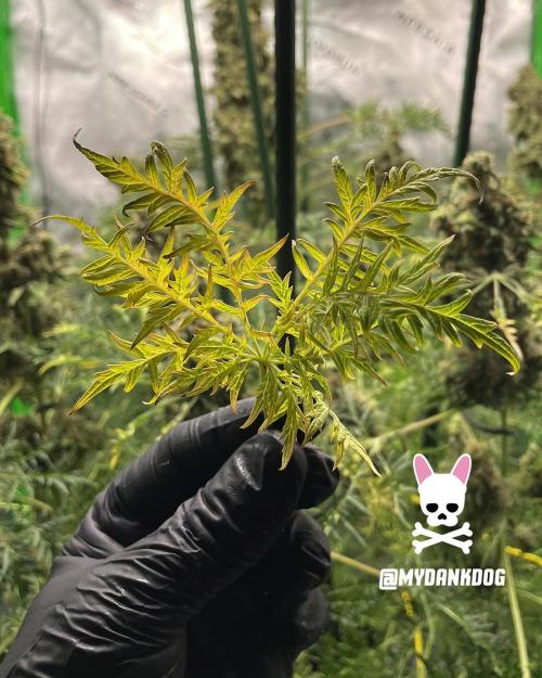 Terpyz - Mentha De Croco. Week 21
