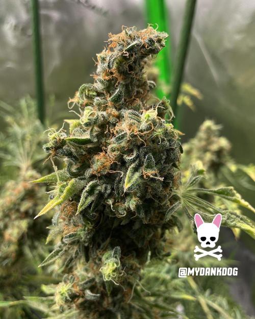 Terpyz - Mentha De Croco. Week 21