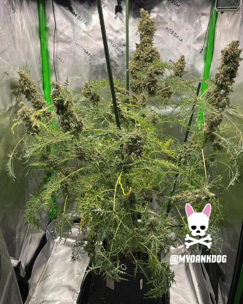 Terpyz - Mentha De Croco. Week 21