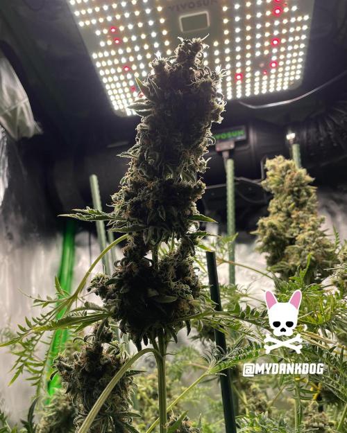 Terpyz - Mentha De Croco. Week 21