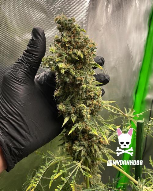 Terpyz - Mentha De Croco. Week 21