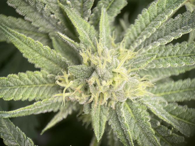 Terpyz - Cheesus Christ S1. Week 15