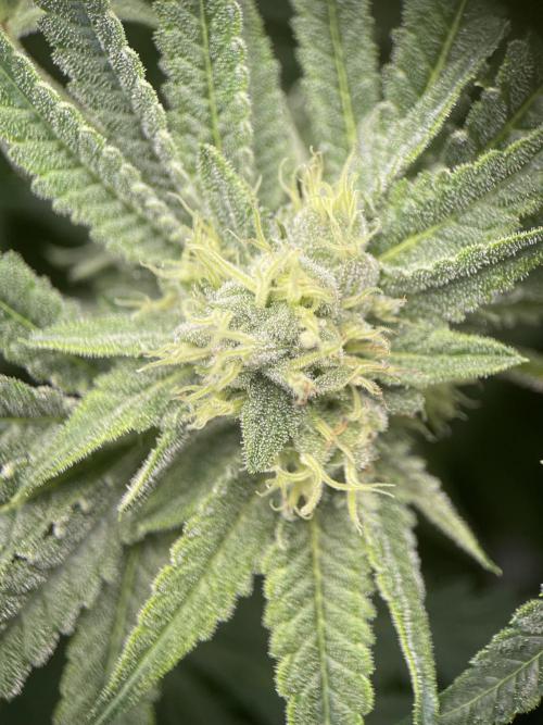 Terpyz - Cheesus Christ S1. Week 15