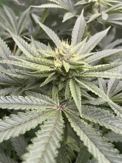 Terpyz - Cheesus Christ S1. Week 15