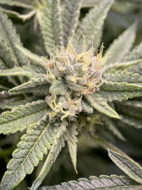 Terpyz - Cheesus Christ S1. Week 15