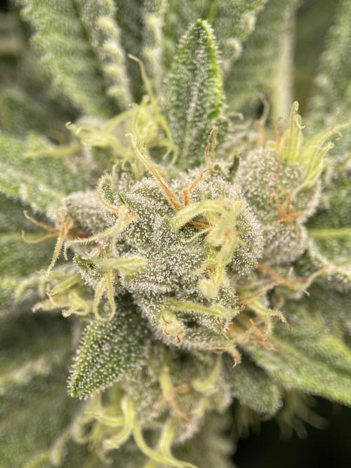 Terpyz - Cheesus Christ S1. Week 15