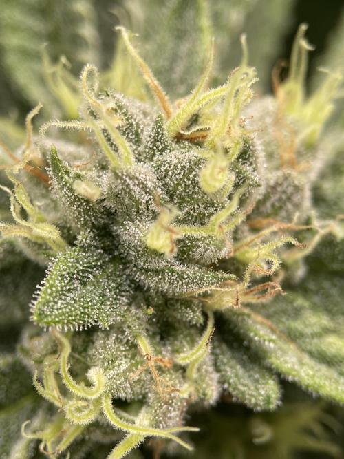 Terpyz - Cheesus Christ S1. Week 15