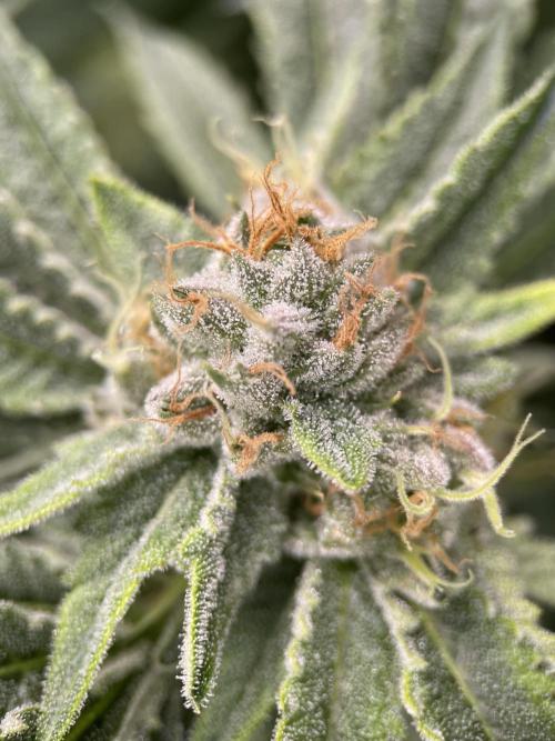 Terpyz - Cheesus Christ S1. Week 16