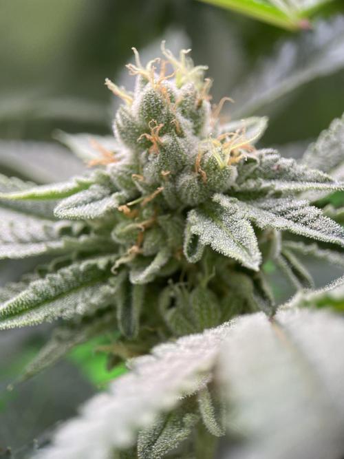 Terpyz - Cheesus Christ S1. Week 16