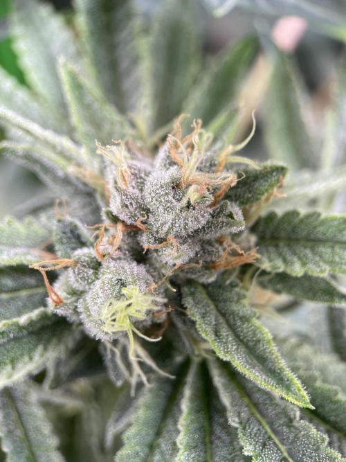 Terpyz - Cheesus Christ S1. Week 16