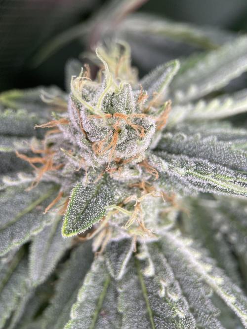 Terpyz - Cheesus Christ S1. Week 16