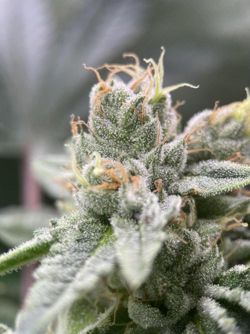 Terpyz - Cheesus Christ S1. Week 16