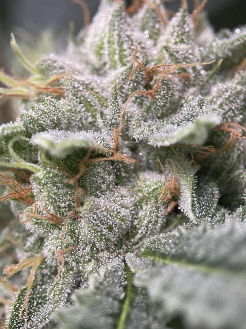 Terpyz - Cheesus Christ S1. Week 16