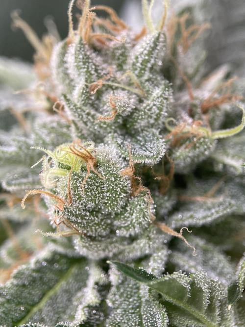 Terpyz - Cheesus Christ S1. Week 16