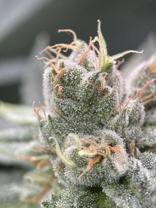 Terpyz - Cheesus Christ S1. Week 16