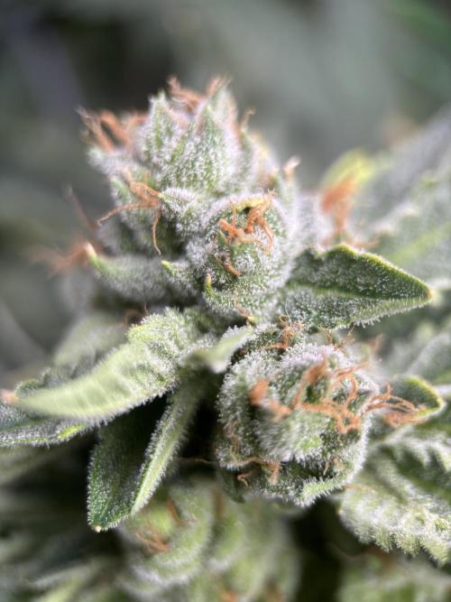 Terpyz - Cheesus Christ S1. Week 17