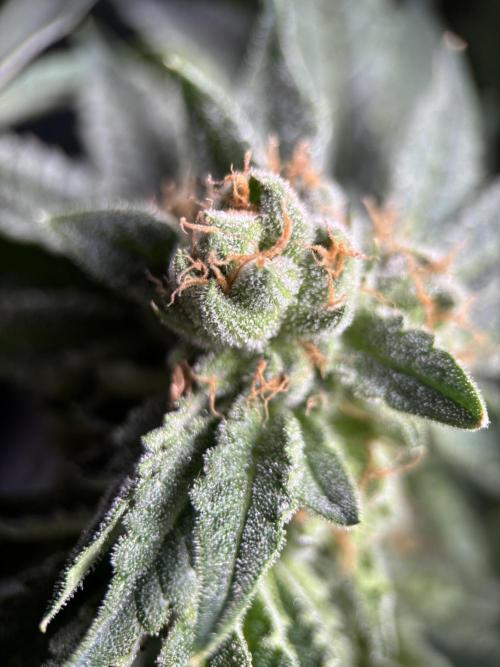 Terpyz - Cheesus Christ S1. Week 17