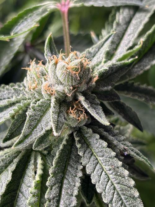 Terpyz - Cheesus Christ S1. Week 17