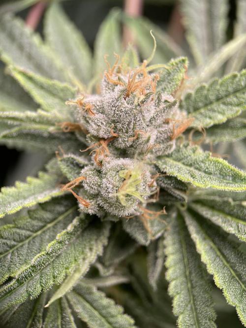 Terpyz - Cheesus Christ S1. Week 17