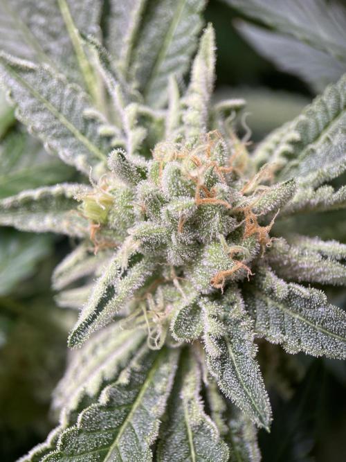 Terpyz - Cheesus Christ S1. Week 17