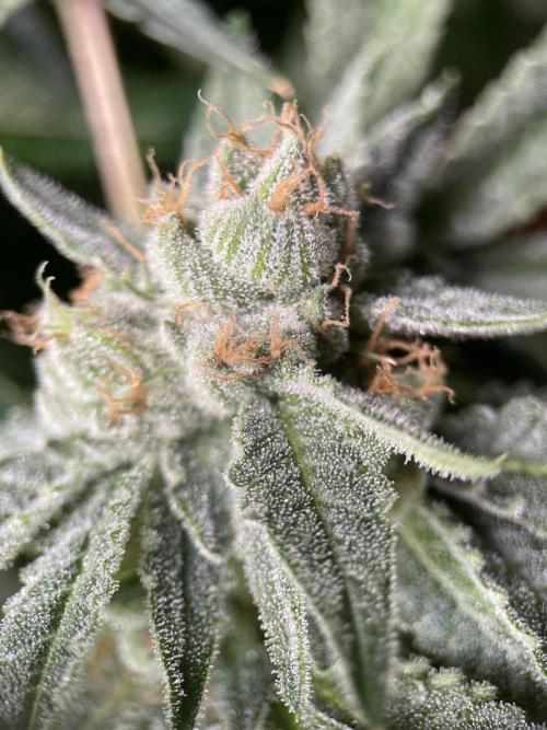 Terpyz - Cheesus Christ S1. Week 17