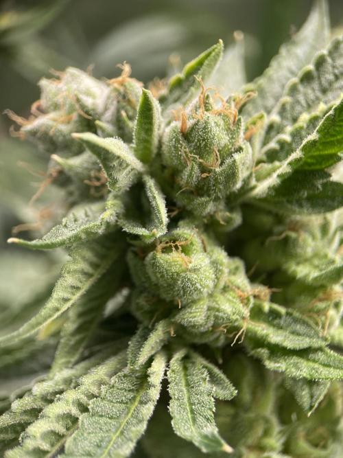 Terpyz - Cheesus Christ S1. Week 18